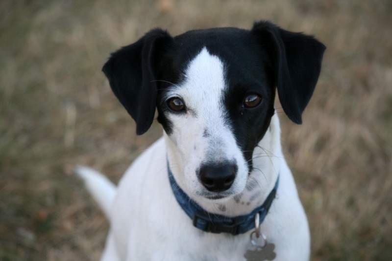 Blanding af racer Laban billede 8