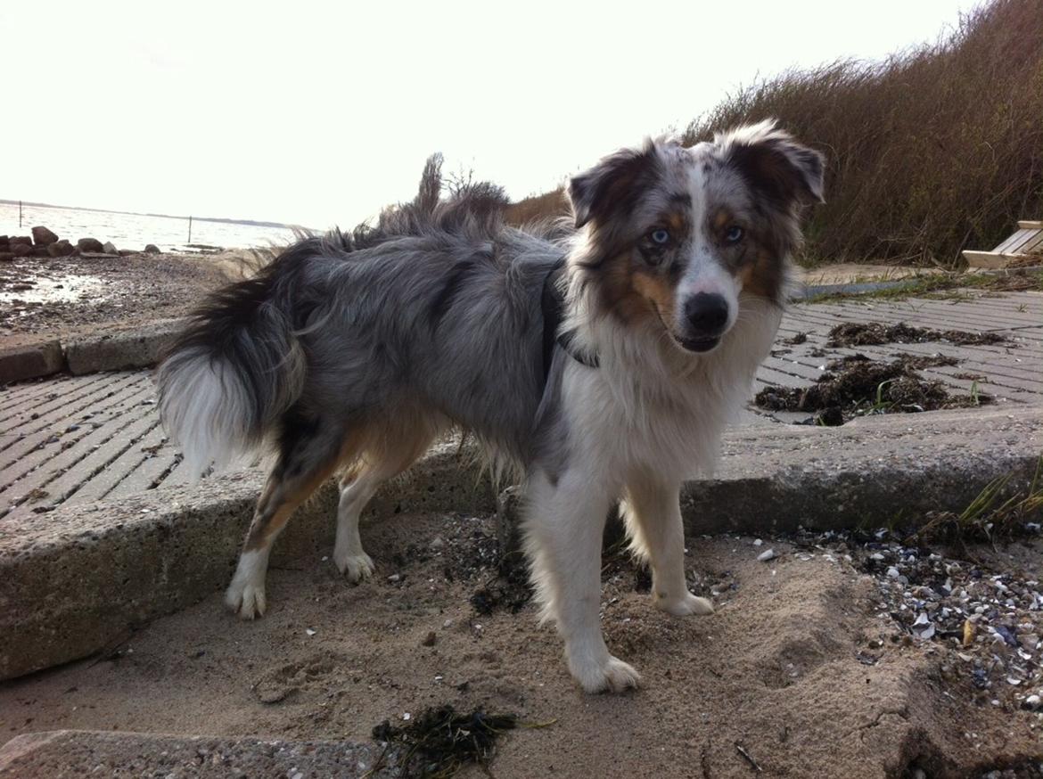 Miniature American Shepherd Marley billede 1