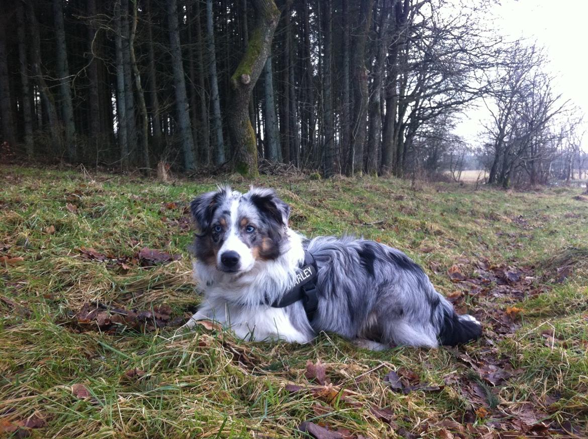 Miniature American Shepherd Marley billede 2