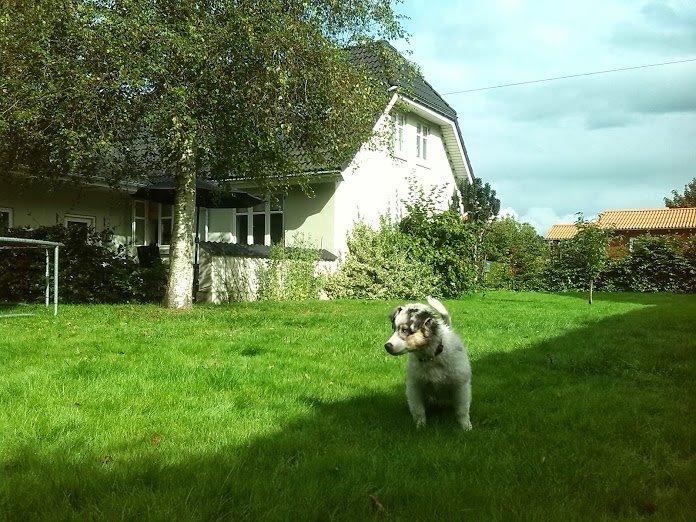 Miniature American Shepherd Marley billede 3