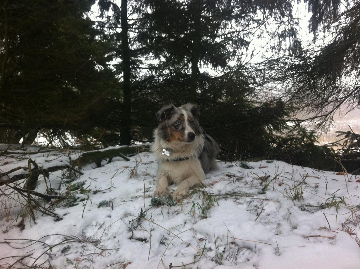 Miniature American Shepherd Marley billede 4