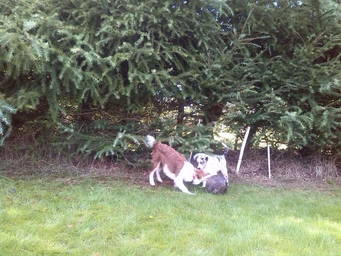 Miniature American Shepherd Marley billede 5