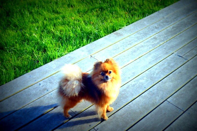 Pomeranian Ane's Dolly  (Neela) billede 18