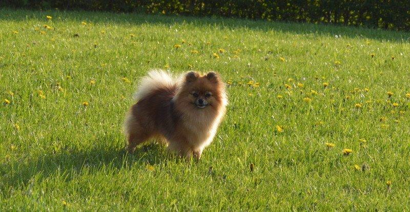 Pomeranian Ane's Dolly  (Neela) billede 21