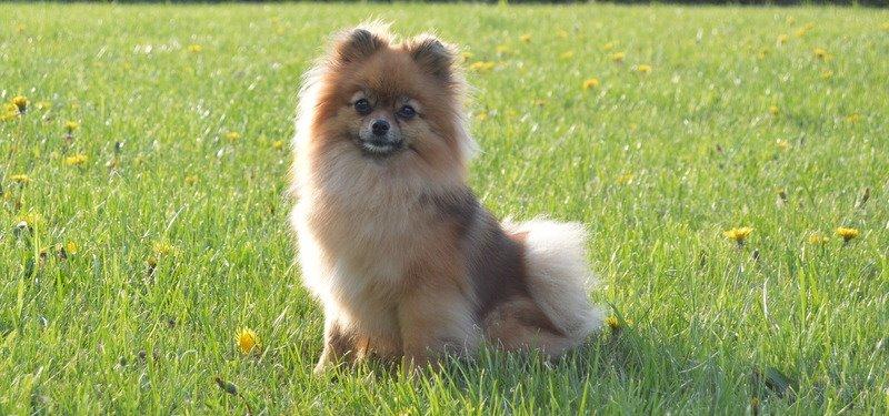 Pomeranian Ane's Dolly  (Neela) billede 23