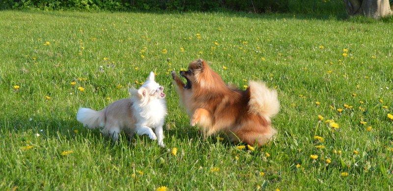 Pomeranian Ane's Dolly  (Neela) billede 25