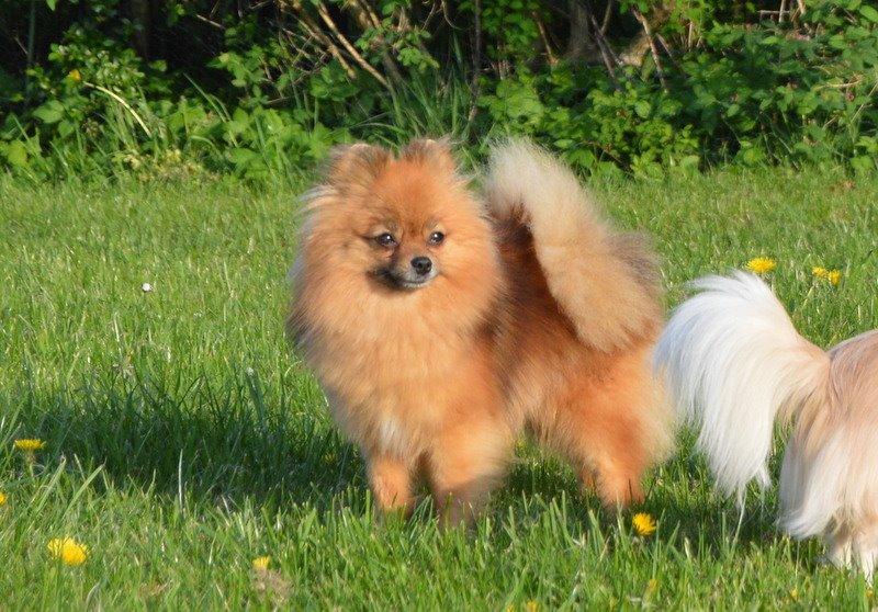 Pomeranian Ane's Dolly  (Neela) billede 2