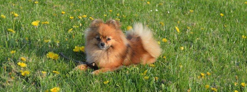 Pomeranian Ane's Dolly  (Neela) billede 27