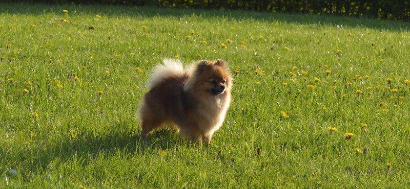Pomeranian Ane's Dolly  (Neela) billede 1