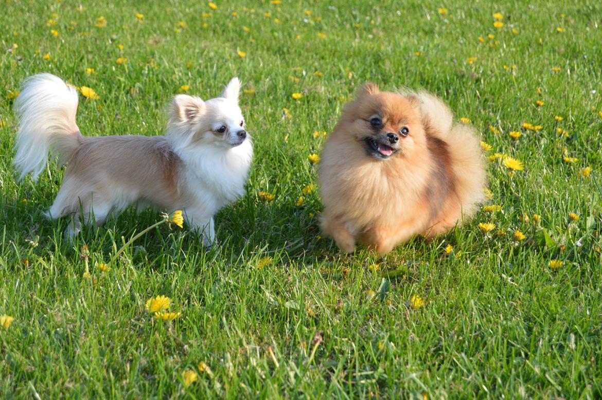 Pomeranian Ane's Dolly  (Neela) billede 29