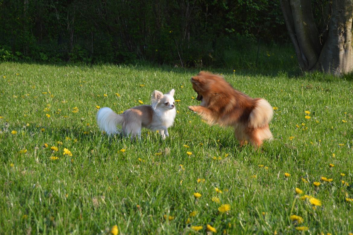 Pomeranian Ane's Dolly  (Neela) billede 28