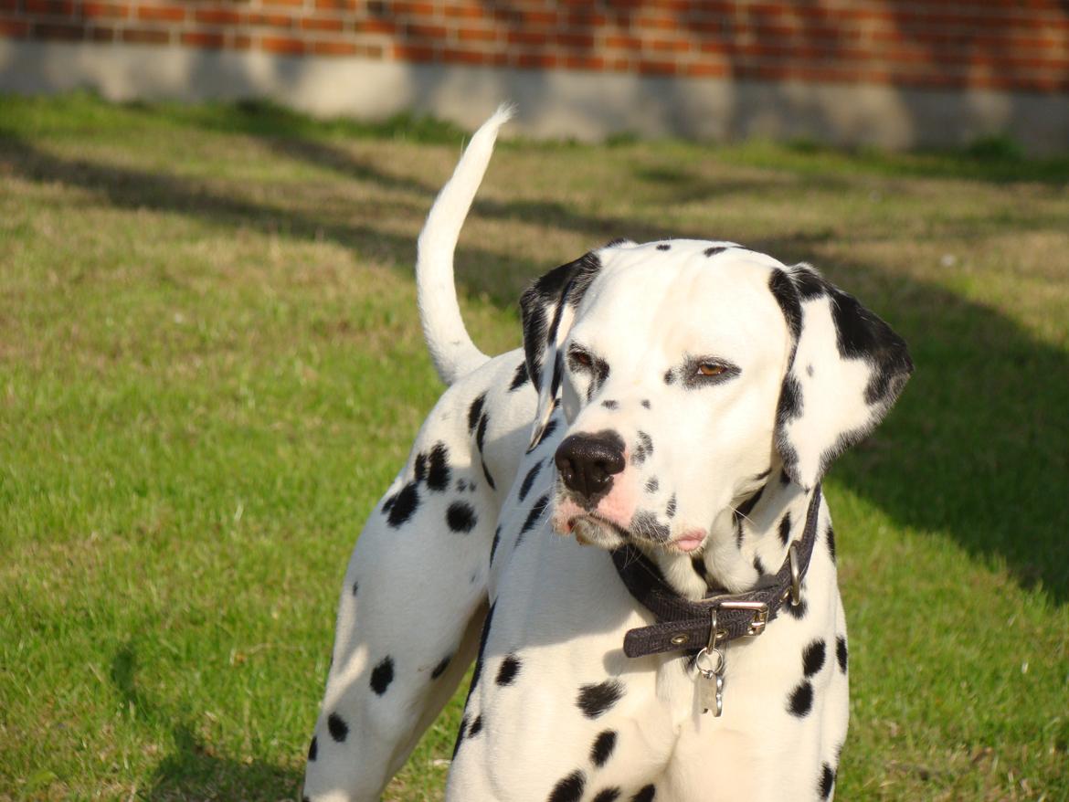 Dalmatiner Diego 'Flyttet' LÆS BESKRIVELSE billede 48