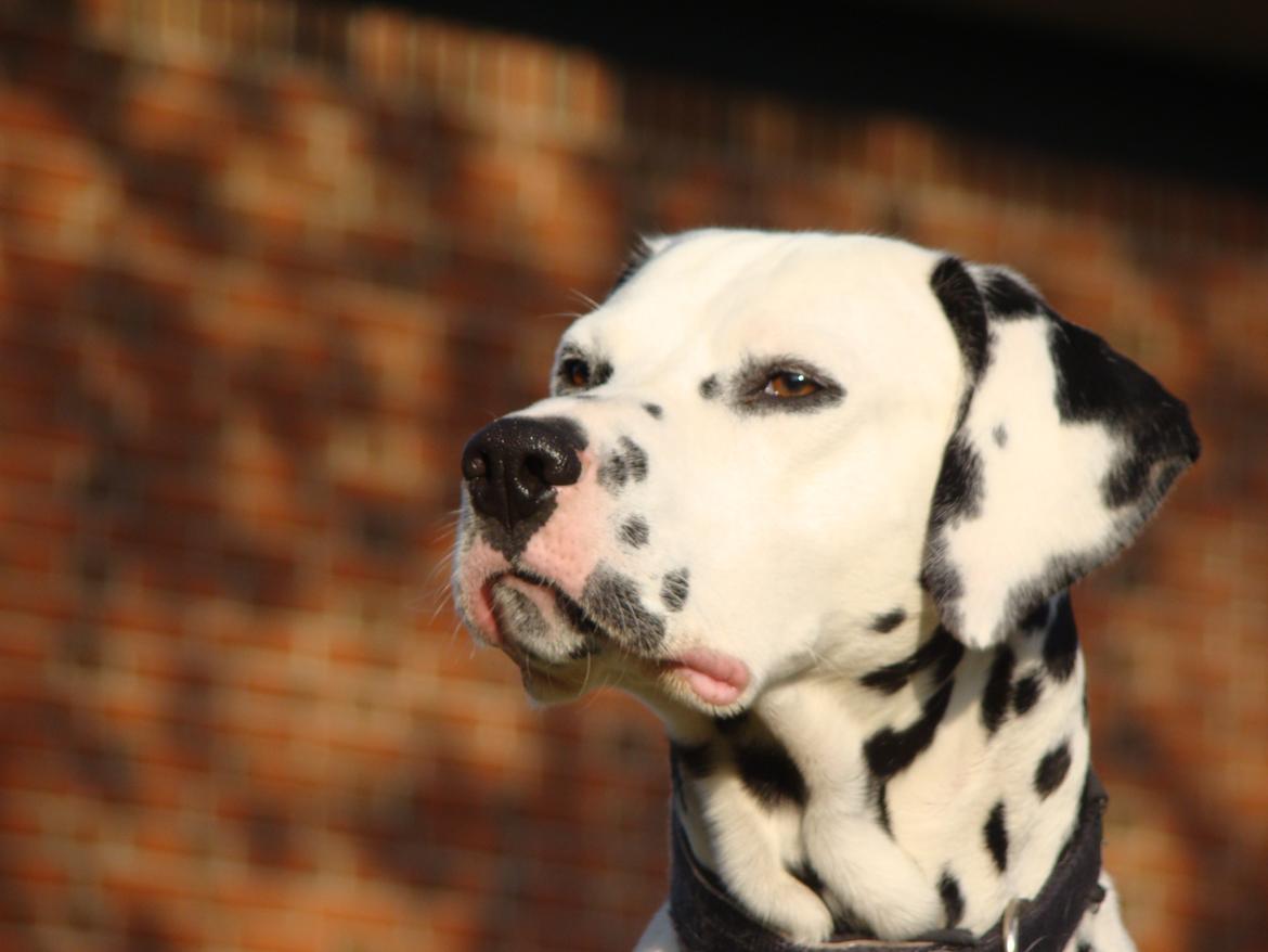 Dalmatiner Diego 'Flyttet' LÆS BESKRIVELSE billede 2