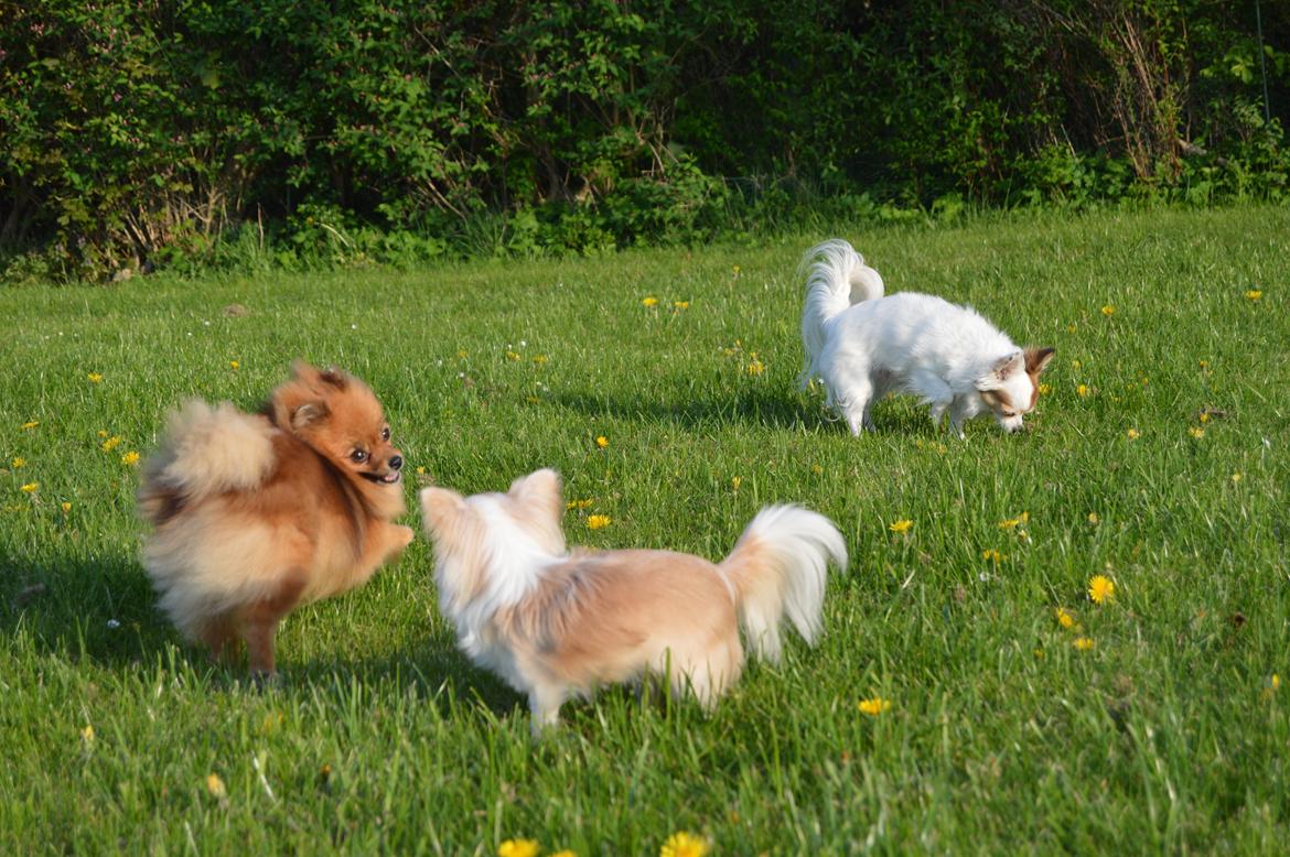 Pomeranian Ane's Dolly  (Neela) billede 30