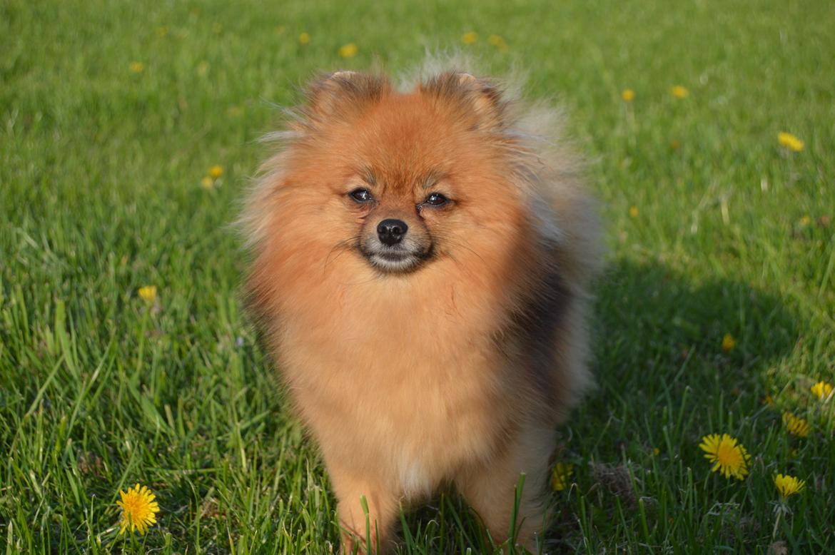 Pomeranian Ane's Dolly  (Neela) billede 8