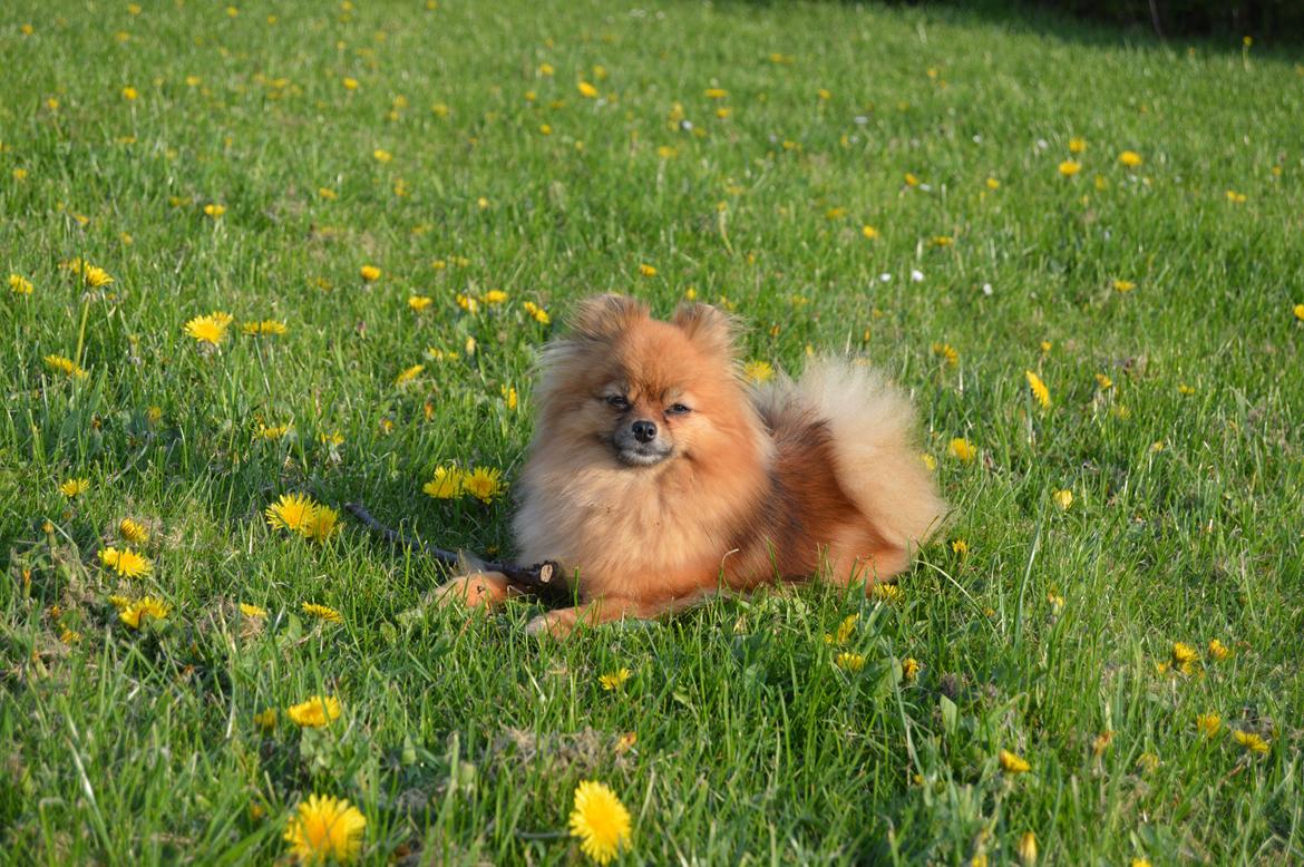 Pomeranian Ane's Dolly  (Neela) billede 34