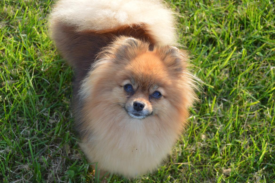 Pomeranian Ane's Dolly  (Neela) billede 36
