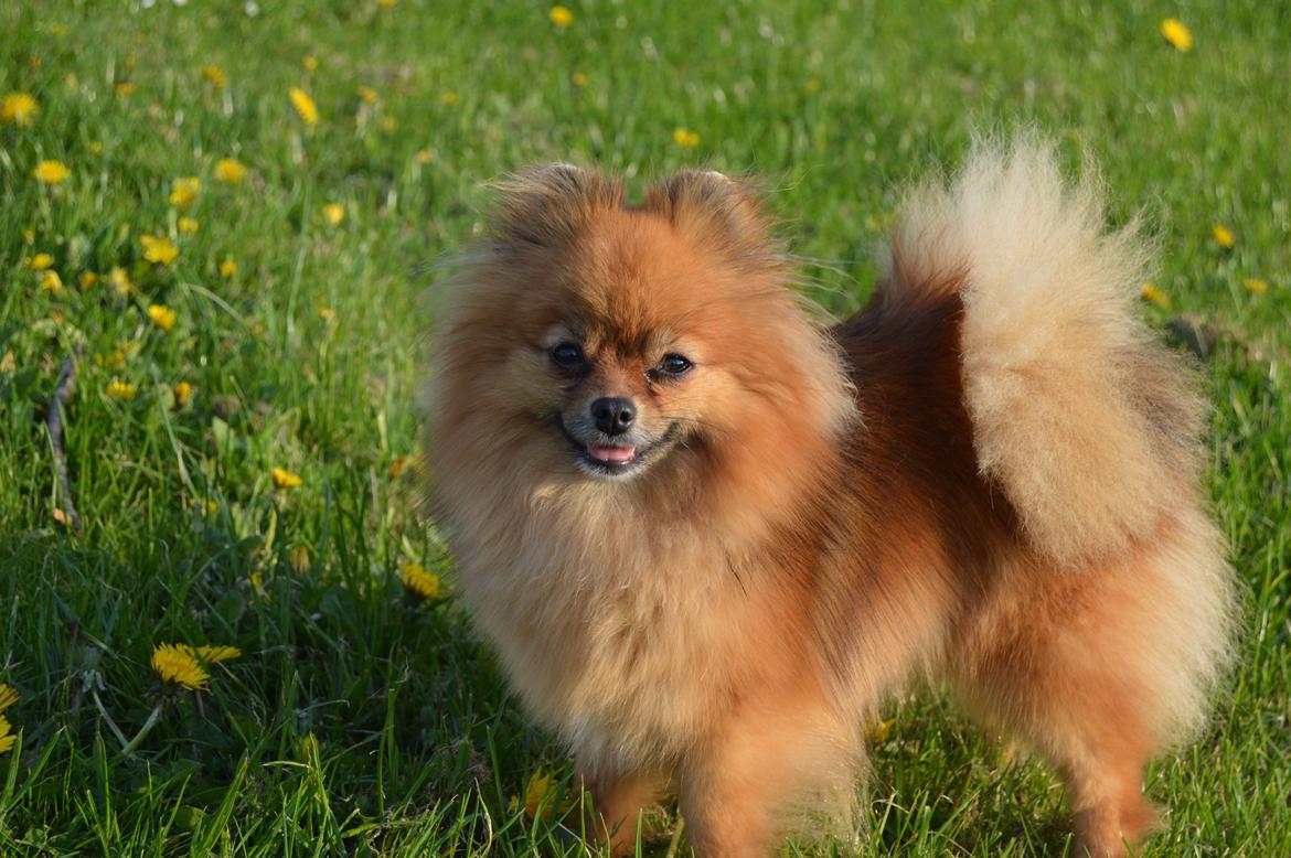 Pomeranian Ane's Dolly  (Neela) billede 32