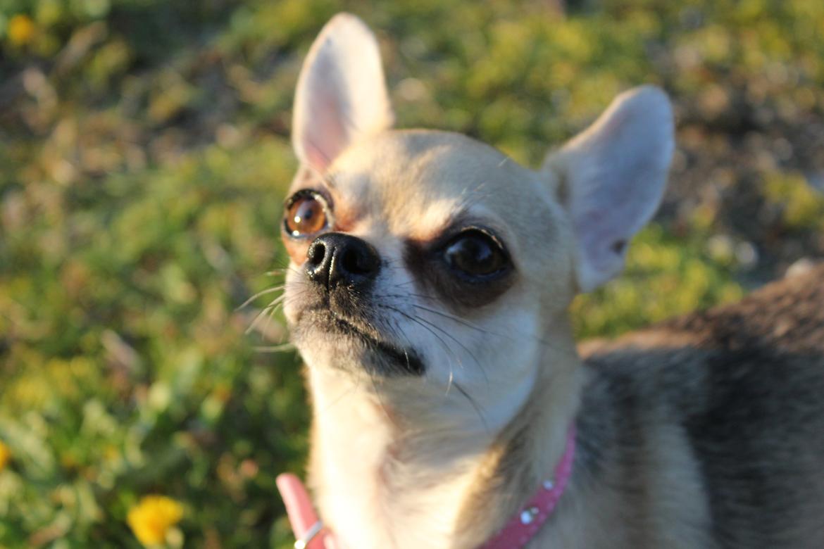 Chihuahua Frk Kvistes Brianna *Bindi* - 30/4-2014 <3 billede 3