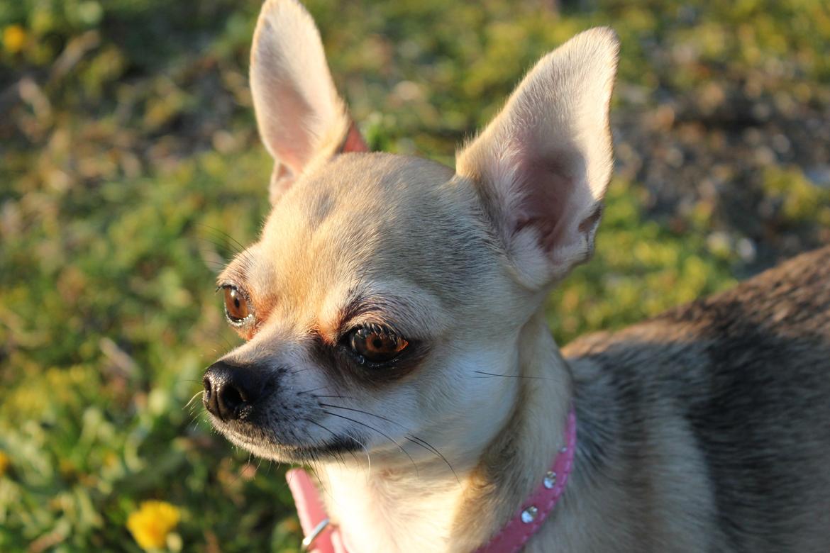 Chihuahua Frk Kvistes Brianna *Bindi* - 30/4-2014 <3 billede 4