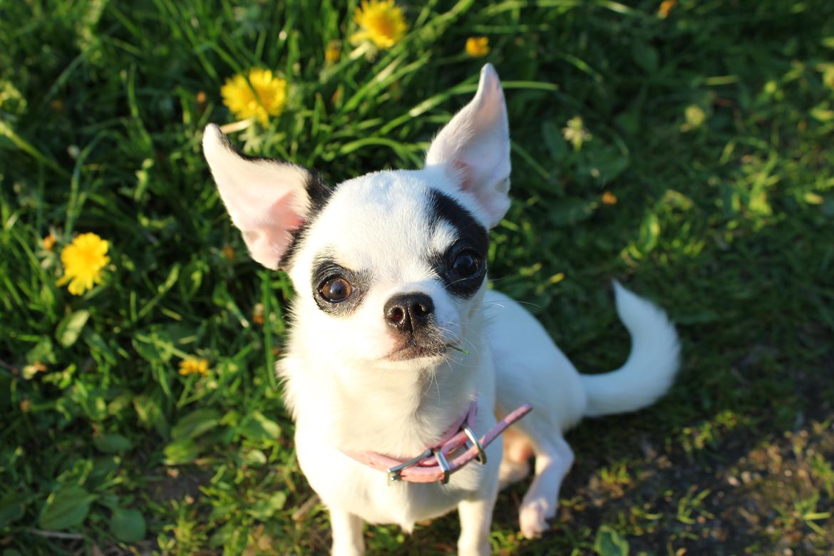 Chihuahua Miszja - 30/4-2014 <3 billede 3