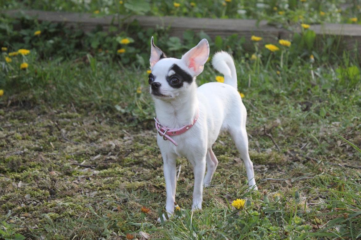 Chihuahua Miszja - 30/4-2014 <3 billede 4