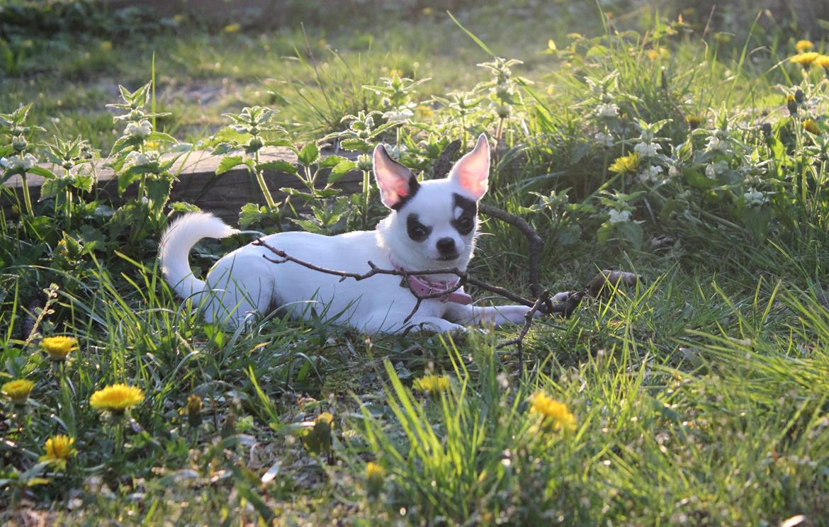 Chihuahua Miszja - 30/4-2014 <3 billede 6