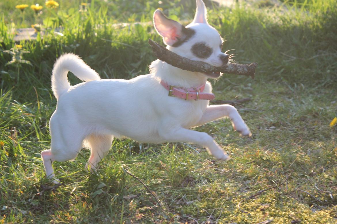 Chihuahua Miszja - 30/4-2014 <3 billede 5