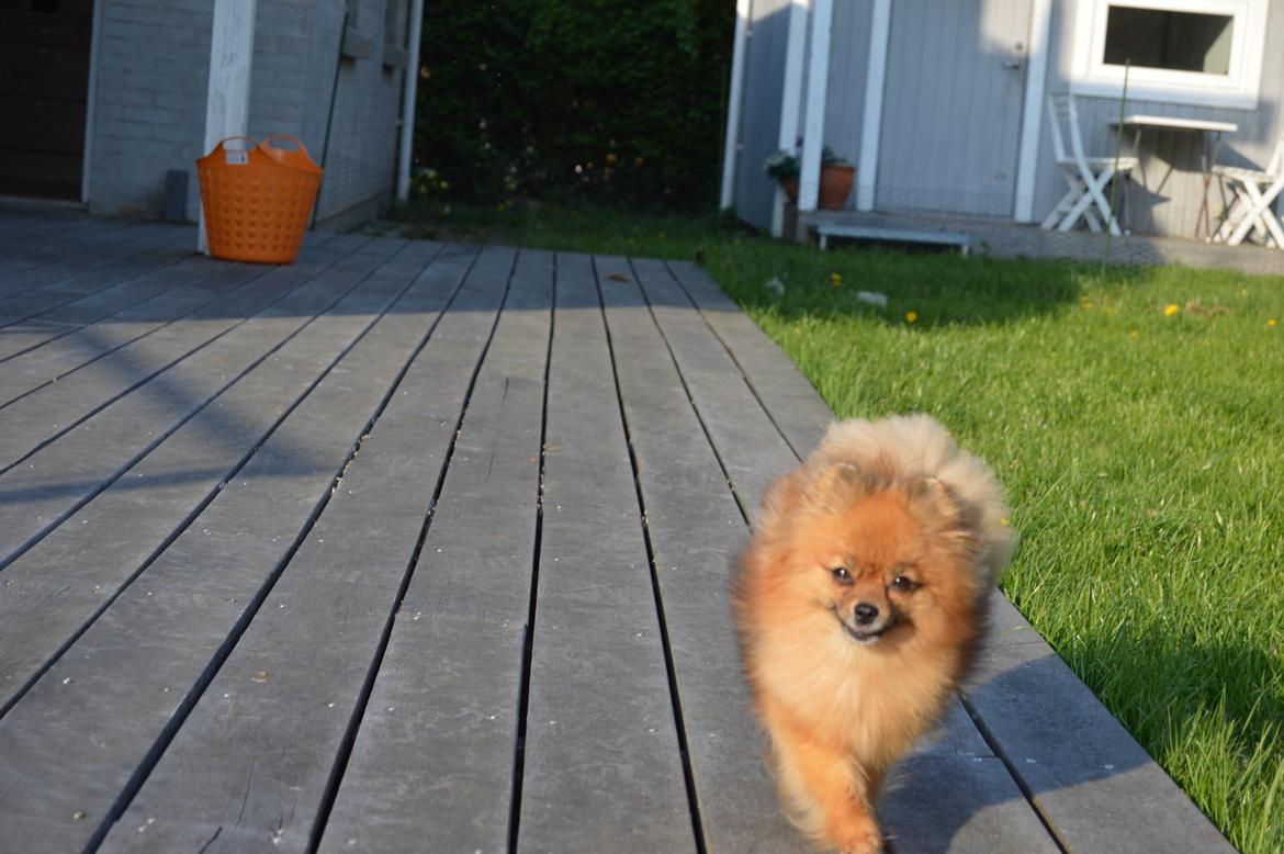 Pomeranian Ane's Dolly  (Neela) billede 38