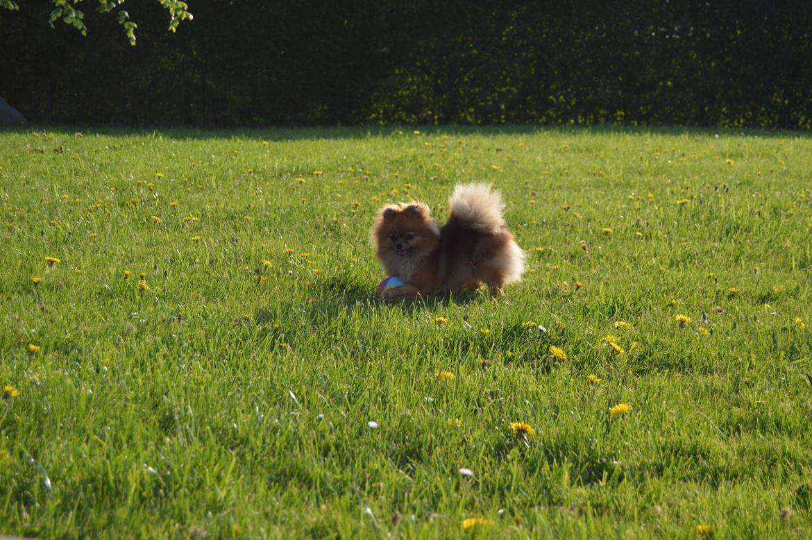 Pomeranian Ane's Dolly  (Neela) billede 37