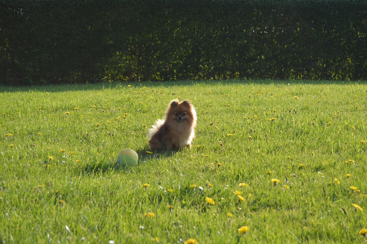 Pomeranian Ane's Dolly  (Neela) billede 40