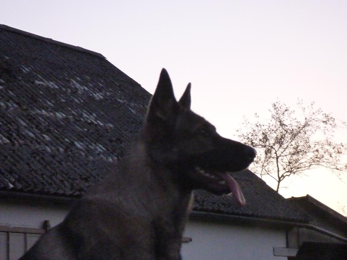 Schæferhund Kennel Lp`s Essi billede 1