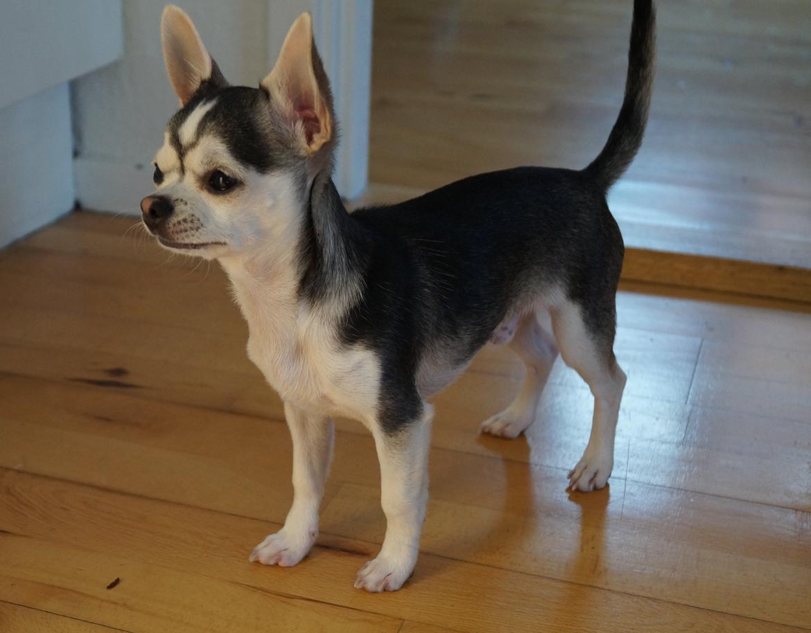 Chihuahua High Fly Zumo Last One billede 10