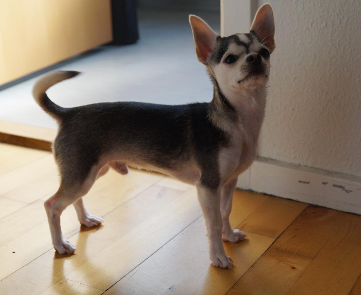 Chihuahua High Fly Zumo Last One billede 11