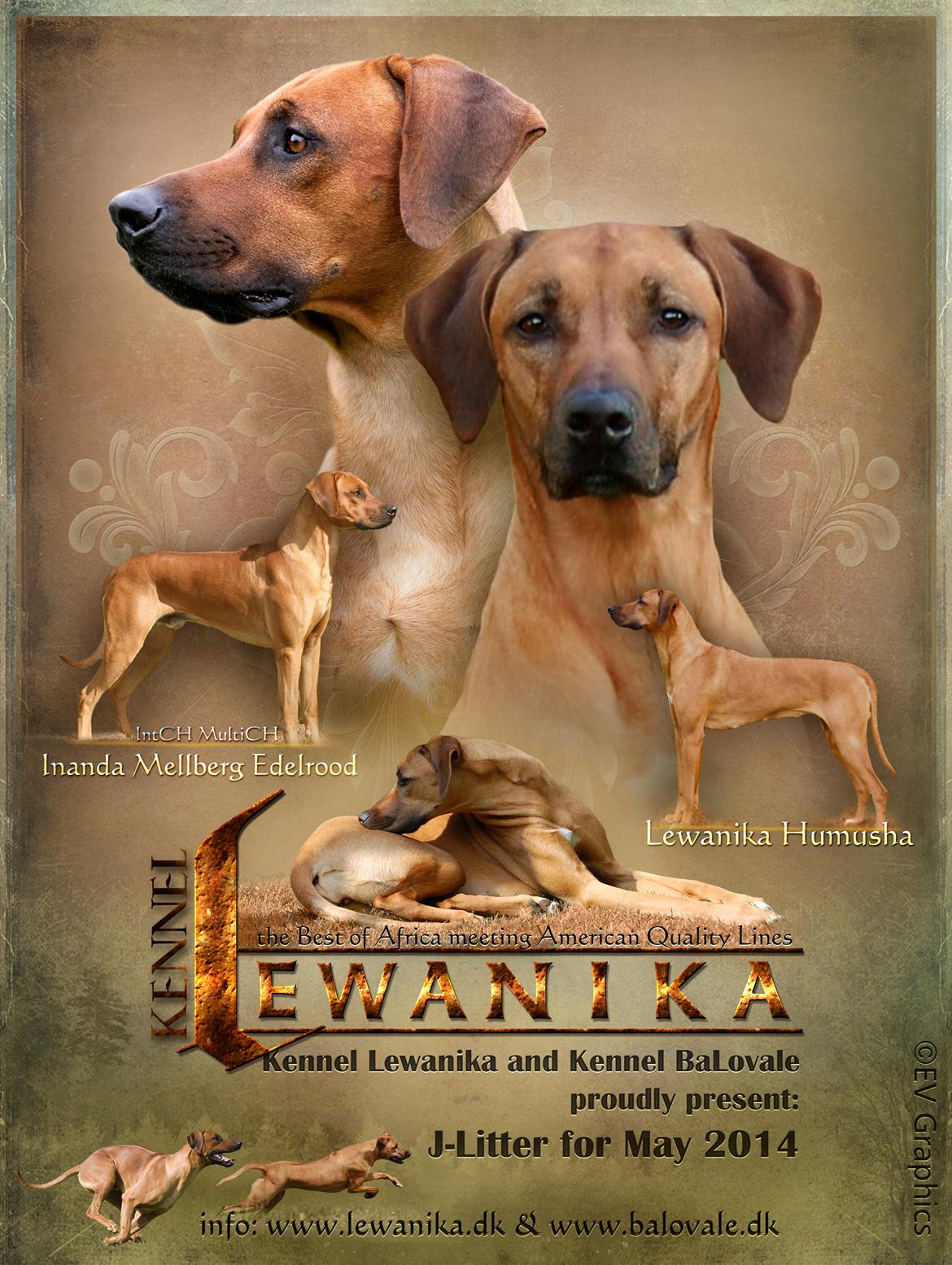 Rhodesian ridgeback Lewanika Humusha billede 1