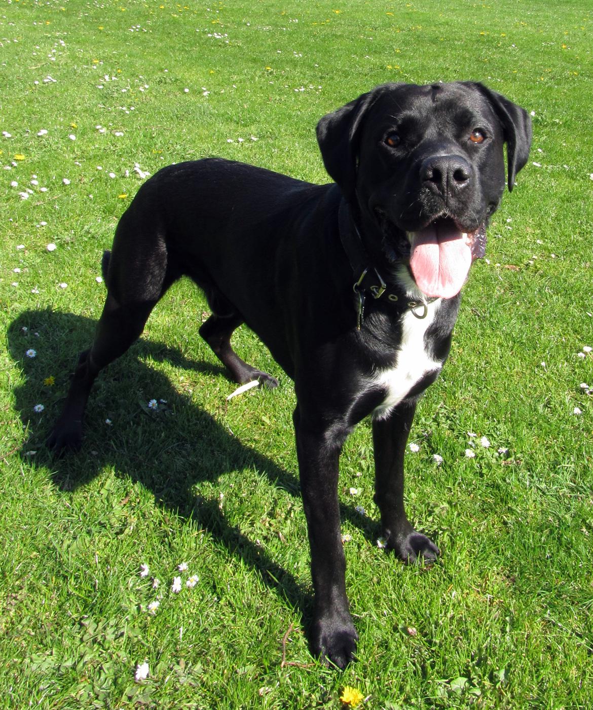 Blanding af racer Balder<3 billede 13