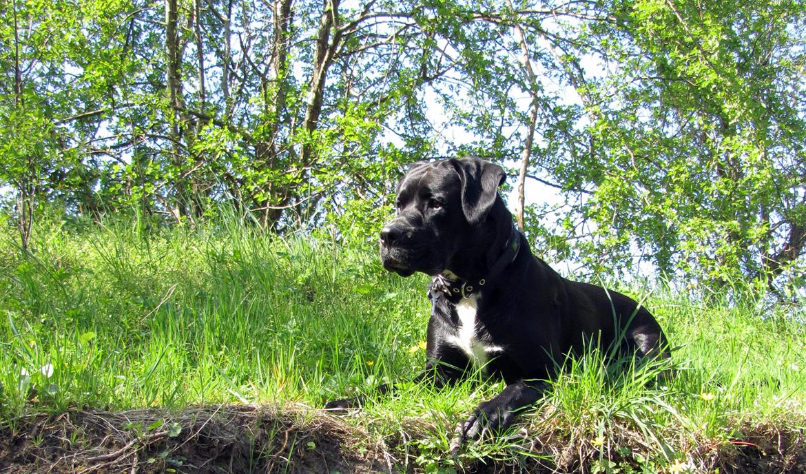 Blanding af racer Balder<3 billede 12