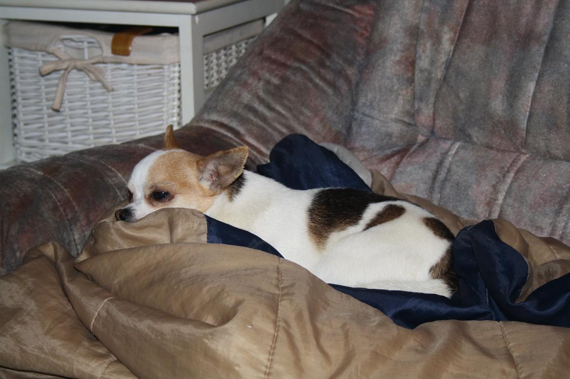 Chihuahua Pelé billede 6