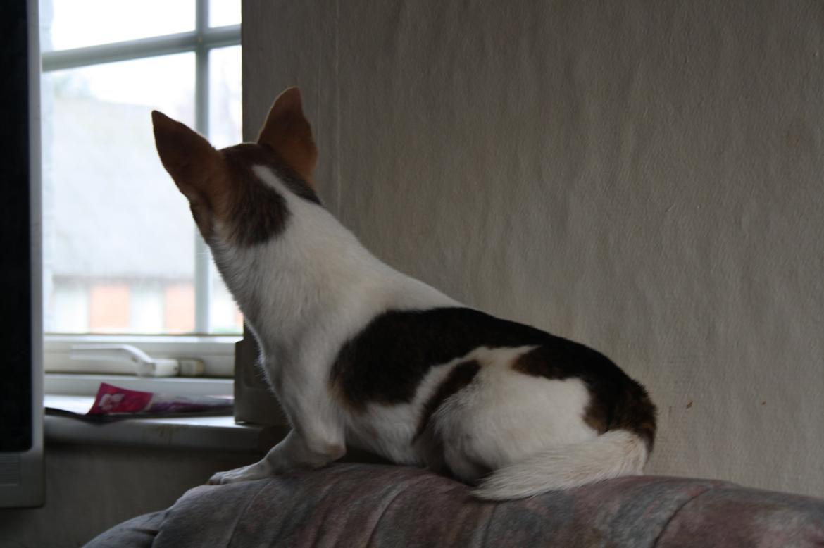 Chihuahua Pelé billede 2