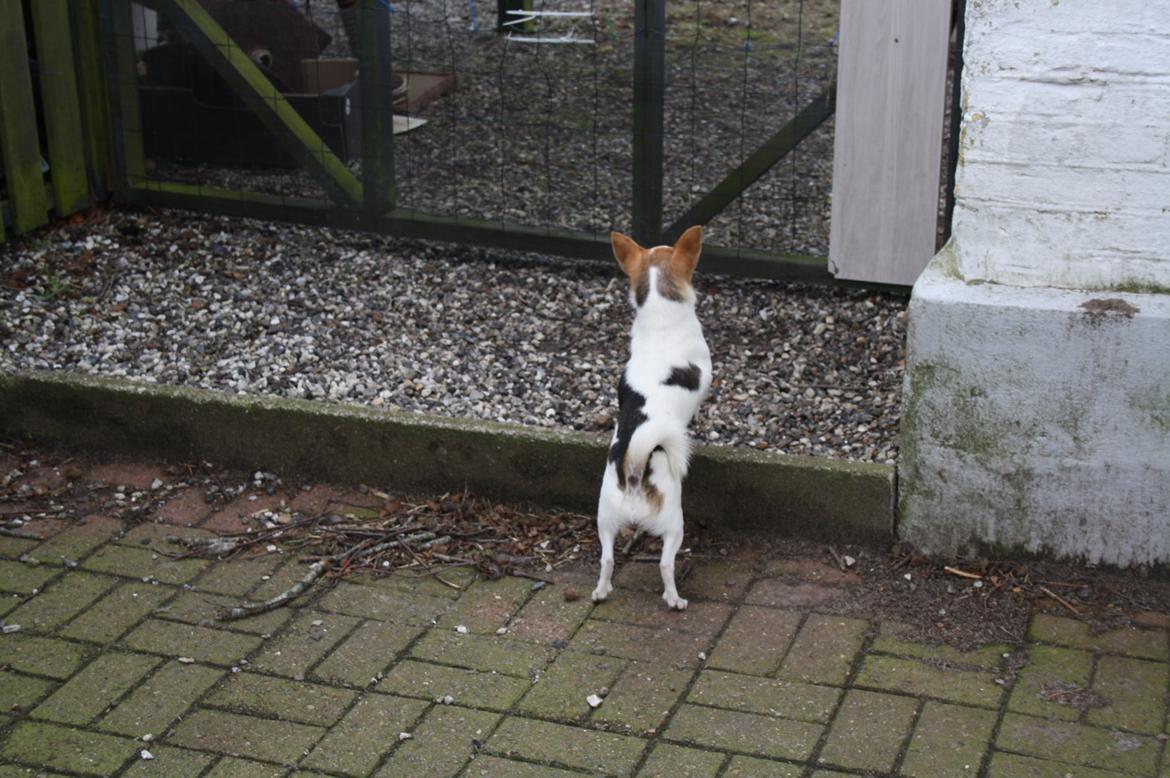 Chihuahua Pelé billede 3