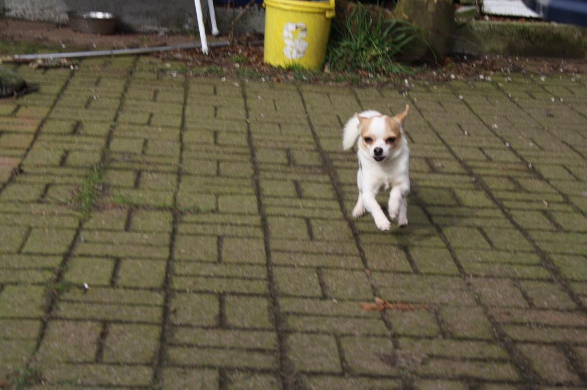 Chihuahua Pelé billede 5