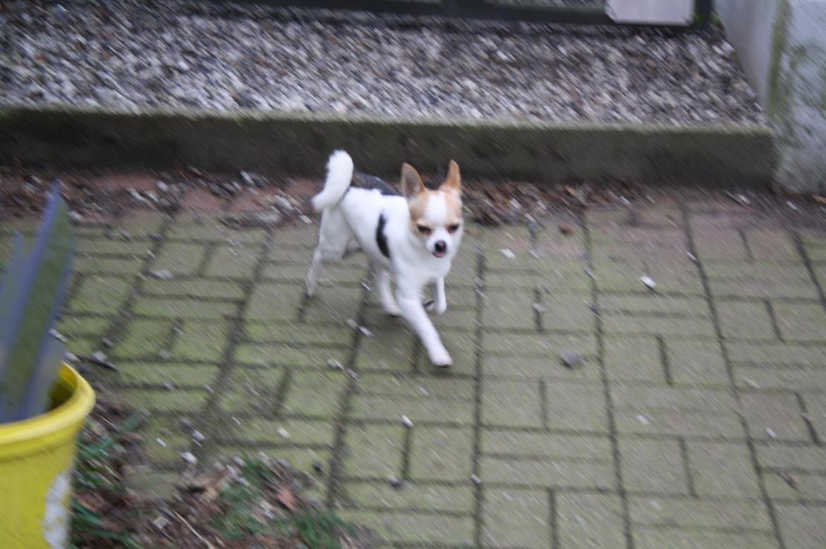 Chihuahua Pelé billede 9