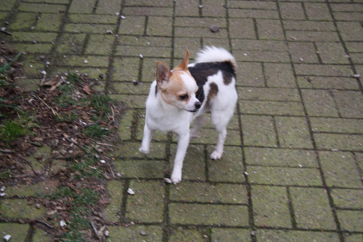 Chihuahua Pelé billede 4