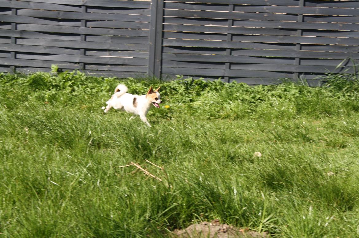 Chihuahua Pelé billede 10