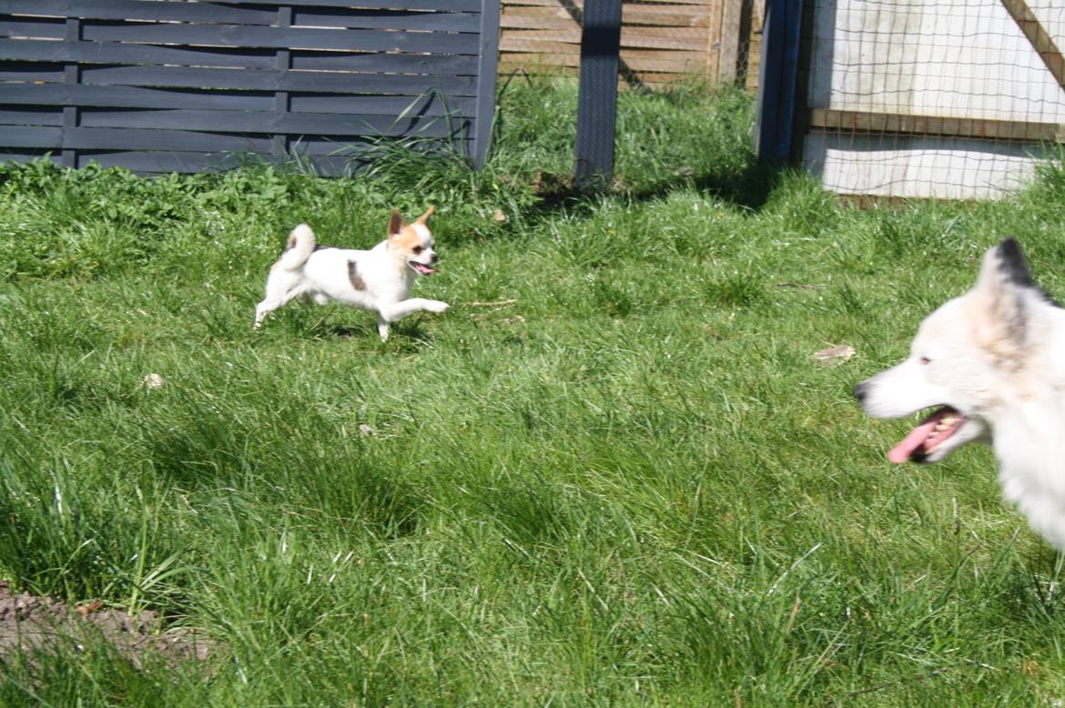 Chihuahua Pelé billede 8