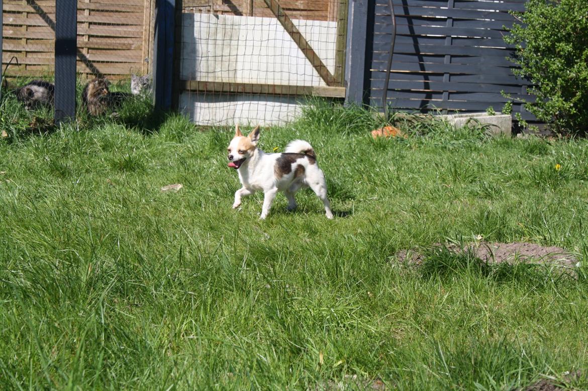 Chihuahua Pelé billede 7