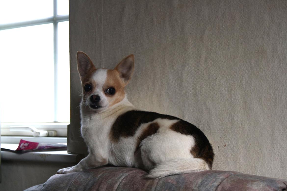 Chihuahua Pelé billede 1