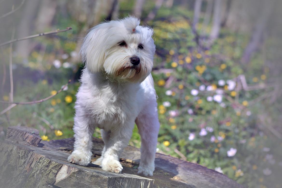 Malteser Fie R.I.P 26. Januar 2015 billede 8