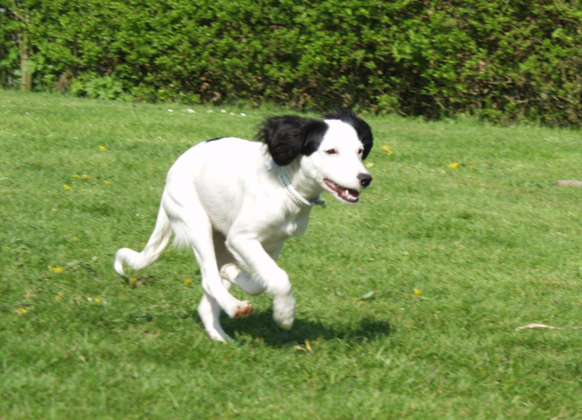 Blanding af racer Milla billede 17