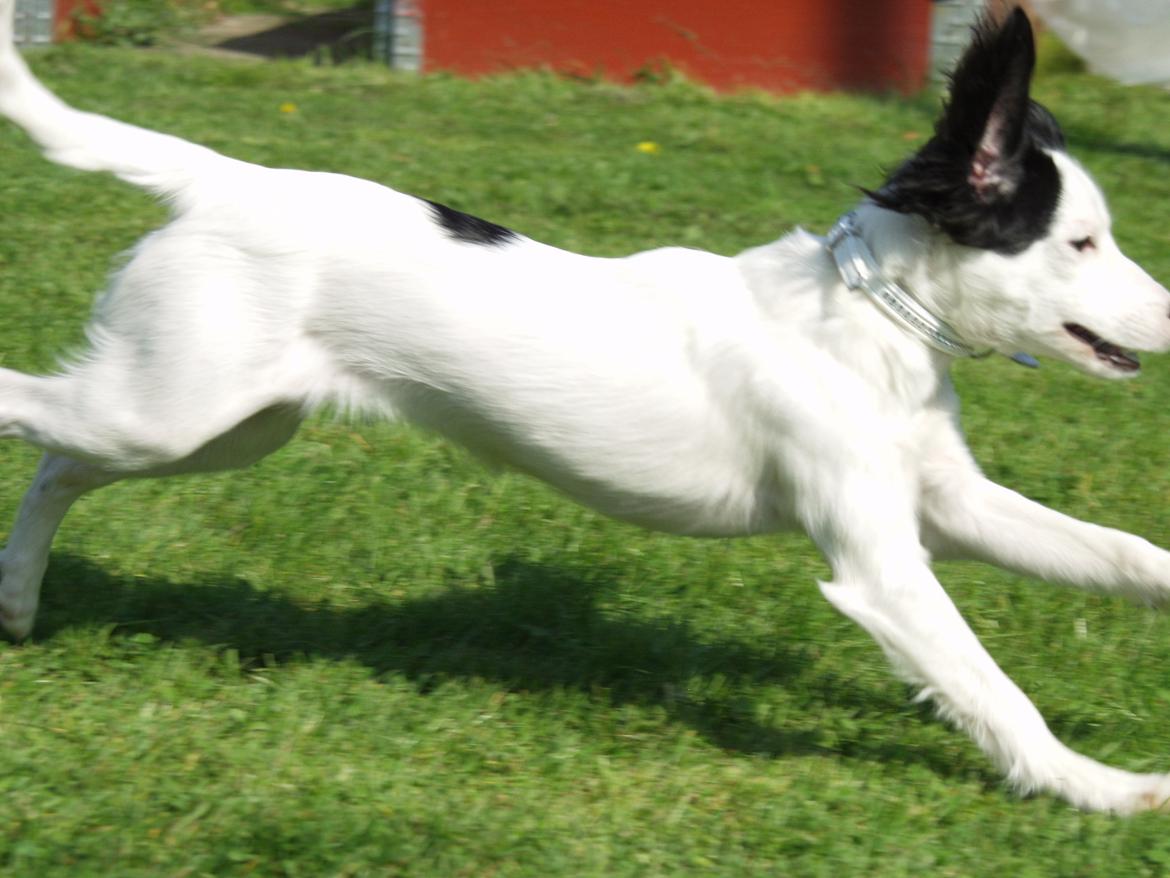 Blanding af racer Milla billede 8